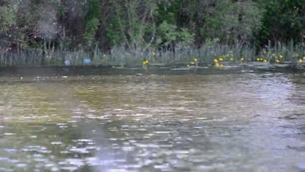 Водні лижі — стокове відео