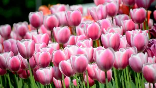 Champ de tulipes 