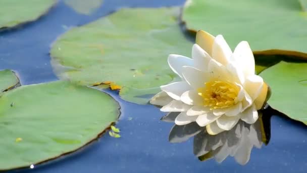 Flor de loto blanco . — Vídeos de Stock