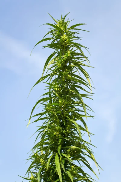 Bush cannabis in the sky — Stock Photo, Image