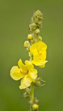 Yeşil çimenlerin üzerinde sarı bir çiçek