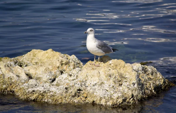 Чайка на скале у синего моря — стоковое фото
