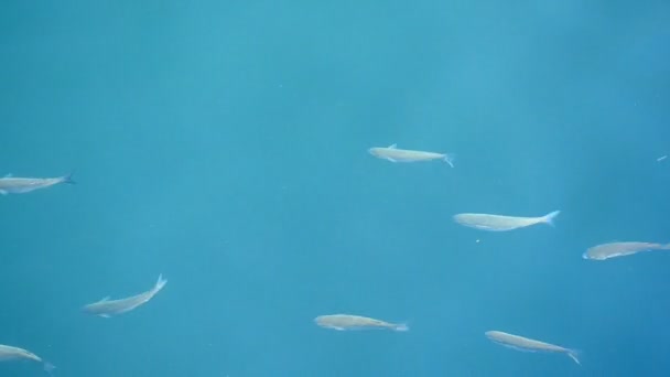 Peces en el agua azul del mar — Vídeos de Stock