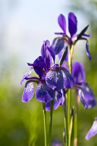 Beautiful flower two-colored iris — Stock Photo, Image