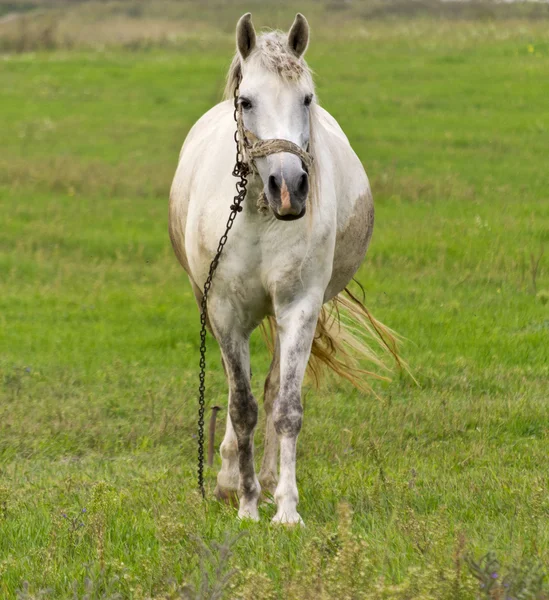 Gray horse farm on the background of green grass in the field — 스톡 사진