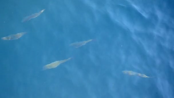 海里的鱼 — 图库视频影像