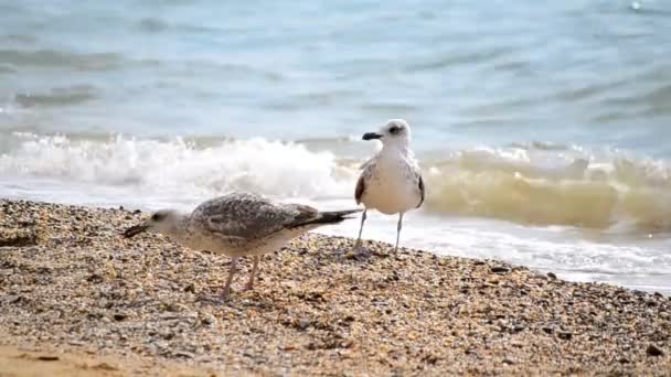 Möwe am Strand — Stockvideo