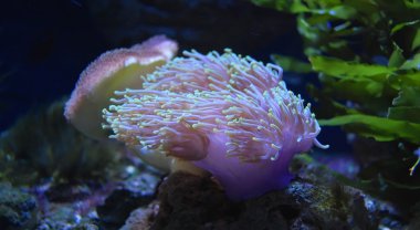 Polyps sea clipart