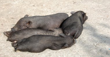 bir domuz daha mutlu