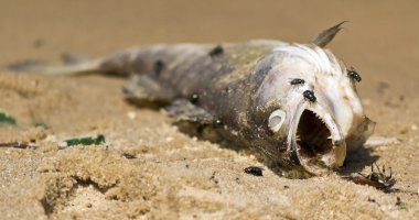 dead fish on the beach, clipart