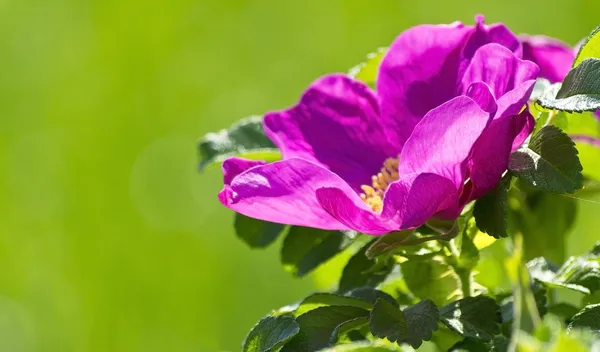 Tea rose on a green background — Stock Photo, Image