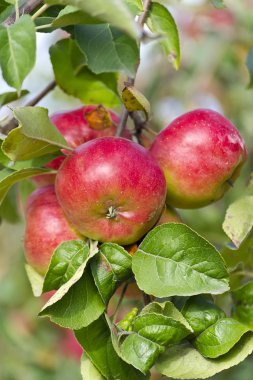 elma bahçesinde ağaç dal