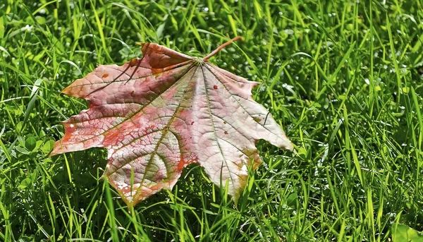 Zelená tráva v podzimním parku — Stock fotografie