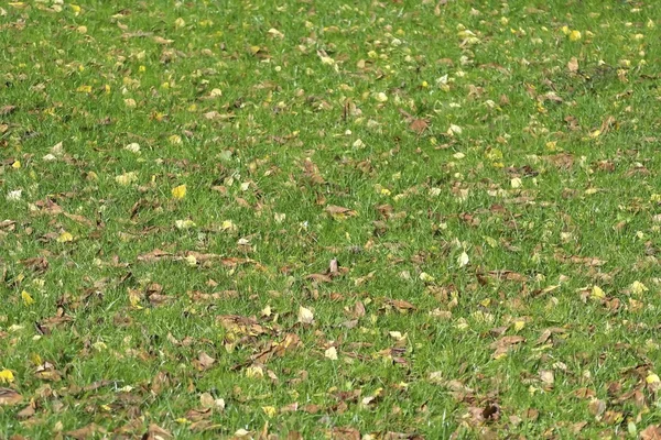 Grönt gräs i höstparken — Stockfoto