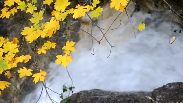 奥入瀬川の秋の色 — ストック動画