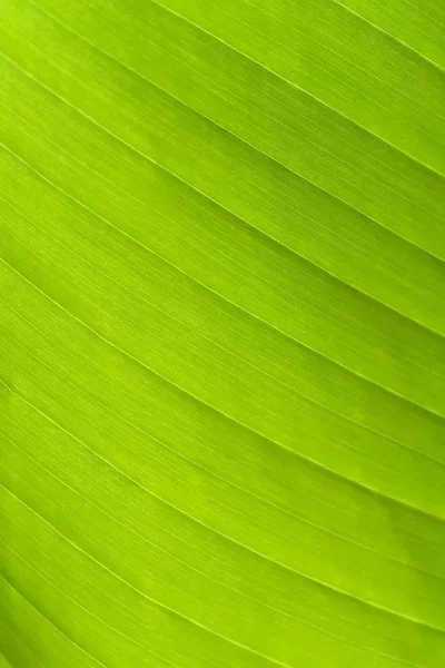 Folha verde em um vislumbre — Fotografia de Stock