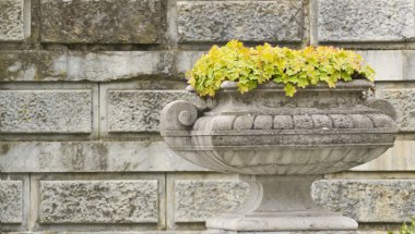 çiçekler arka duvarda bir taş kase