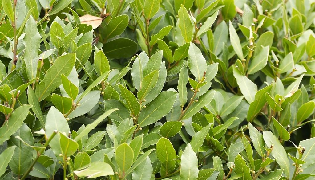 Laurel bush hedge growing in a spring garden Stock Photo by ©dogi78