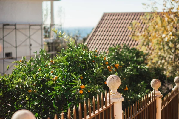 Sonbahar bahçesinde olgun mandalinalar — Stok fotoğraf