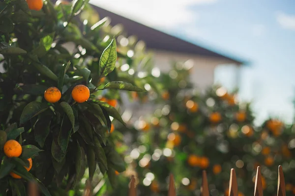 Sonbahar bahçesinde olgun mandalinalar — Stok fotoğraf