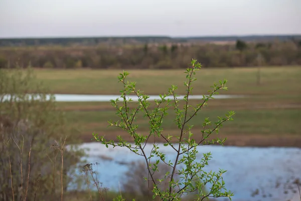 이른 봄의 어린잎 과 봄 강 — 스톡 사진