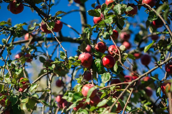 Ripe red apples Orlik on a green tree branch. Ripe delicious apples hang on the Apple tree — Fotografia de Stock