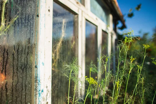 Dill covered with dew and greenhouse — Photo