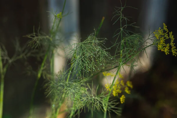 Dill covered with dew and greenhouse — ストック写真