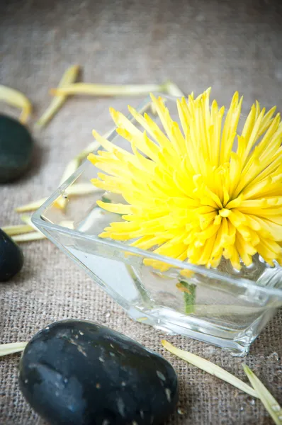 Still life with chrysanthemum flower with black stones. Spa concept. — Stock Photo, Image