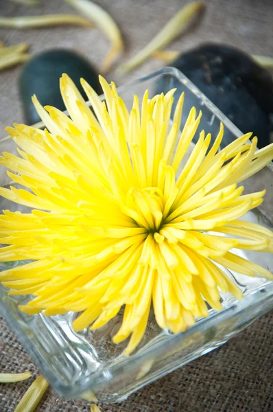 Stillleben mit Chrysanthemenblüte mit schwarzen Steinen. Spa-Konzept. — Stockfoto