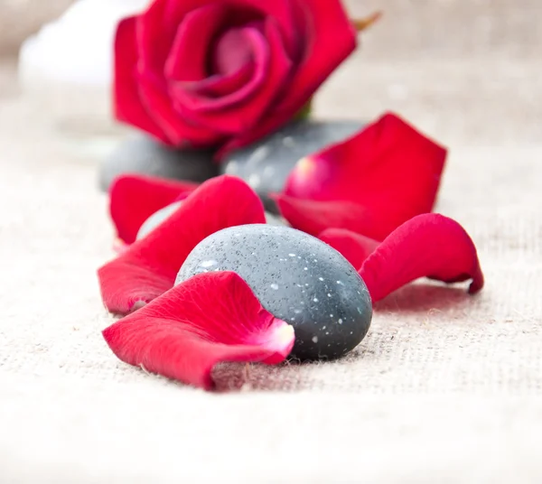 Spa stones and rose petals on a light background Stock Image