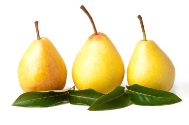 armutlar beyaz arkaplanda izole