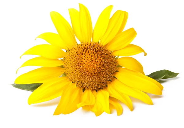 Sonnenblume — Stockfoto