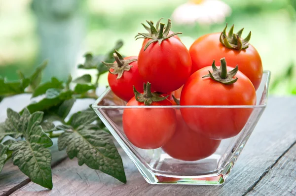 Freshly harvested summer cherry tomatoes on wooden background — Stock Photo, Image