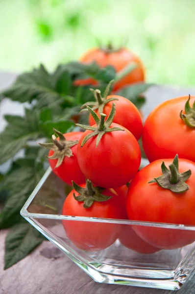 Freshly harvested summer cherry tomatoes on wooden background — Stock Photo, Image