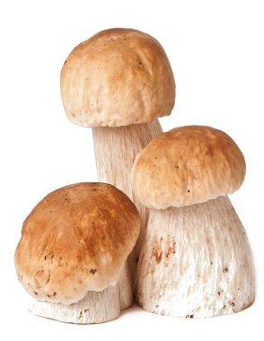 Beyaz arka plan üzerinde izole boletus mantarı