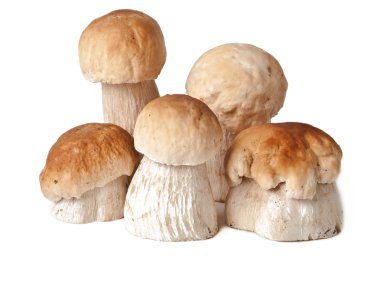 Beyaz arka plan üzerinde izole boletus mantarı