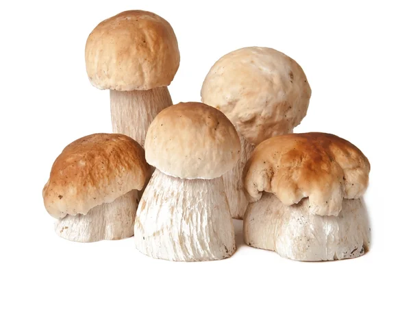 De boletus edulis geïsoleerd op witte achtergrond — Stockfoto