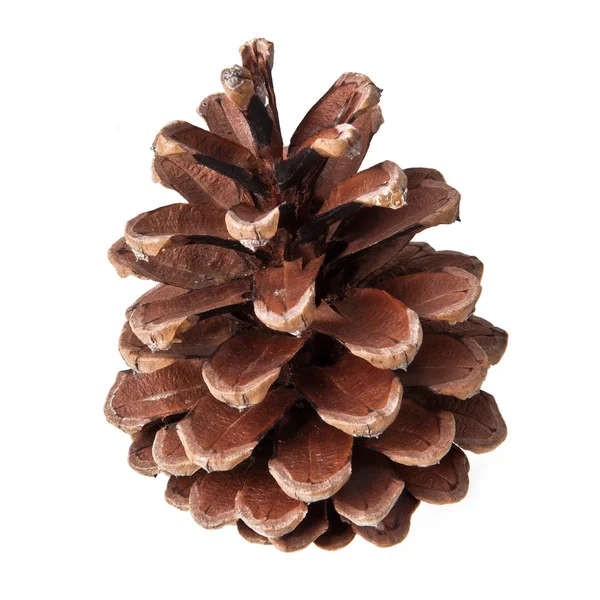 Pine cone isolated on white background — Stock Photo, Image