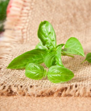 çuval bezi hafif bir arka plan üzerinde taze fesleğen