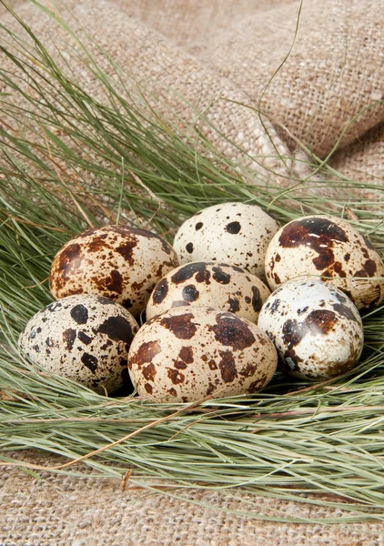 Перепелиные яйца на фоне свежего сена и мешковины — стоковое фото