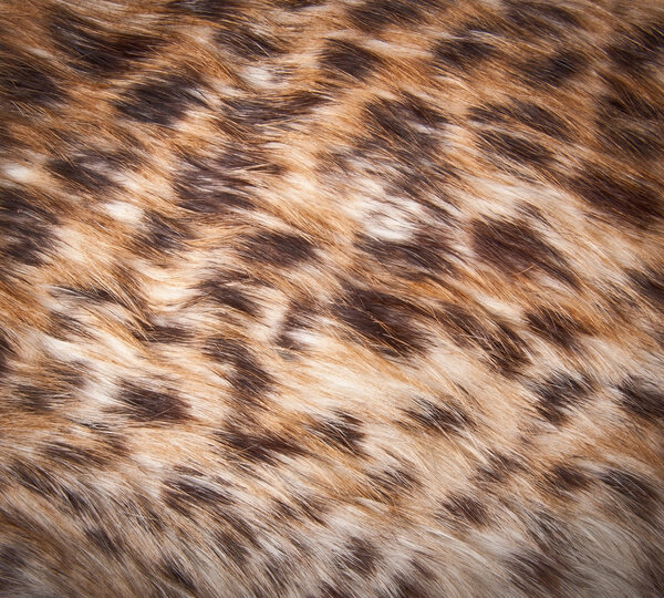 Close up fur texture to background