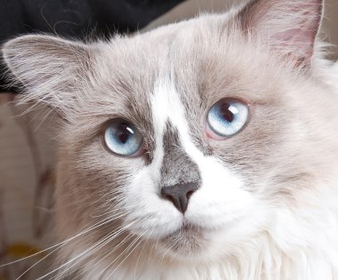 kedi yüzüne yakın çekim