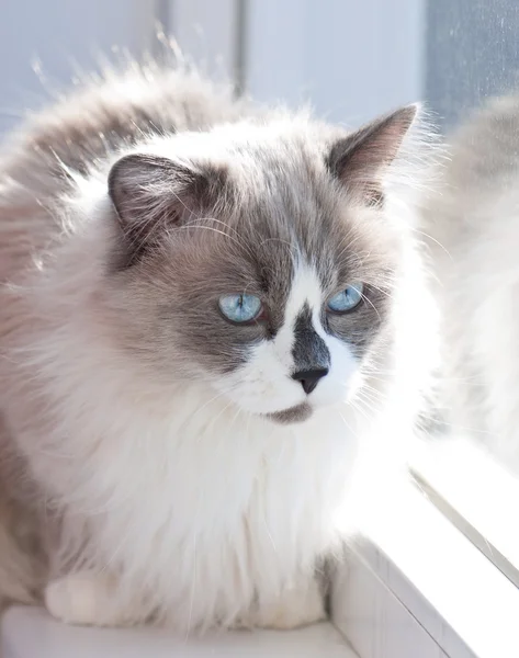 Primo piano del gatto — Foto Stock