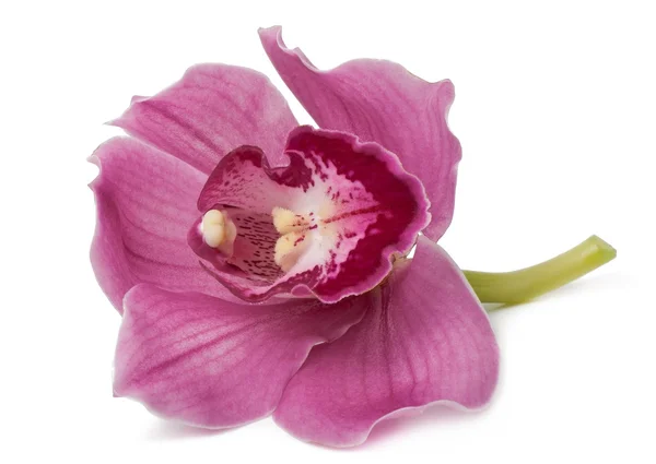 Orquídea rosa isolada em branco — Fotografia de Stock