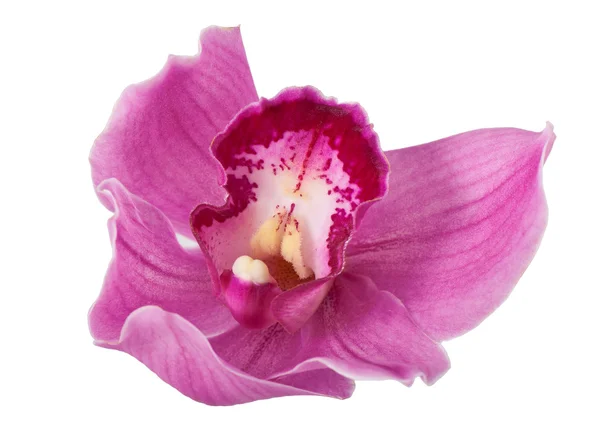 Pink orchid isolated on white — Stock Photo, Image