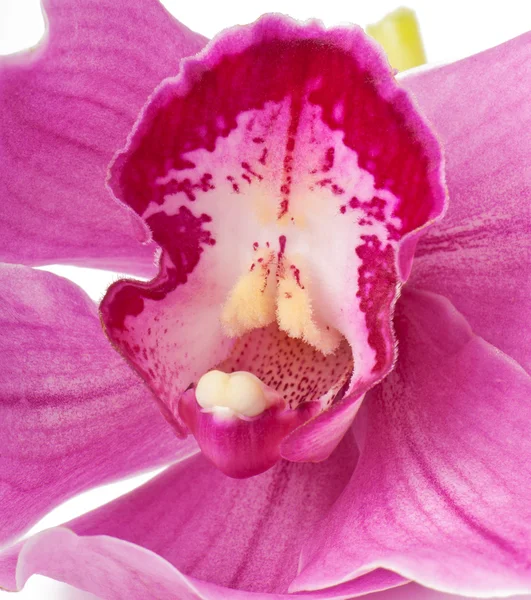 Beautiful pink orchid on a white background closeup — Stock Photo, Image