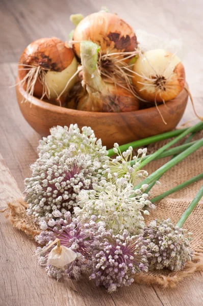 Свежие луковые луковицы и луковые цветы — стоковое фото