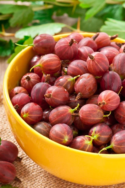 Red gooseberries in a yellow bowl — Stock Photo, Image