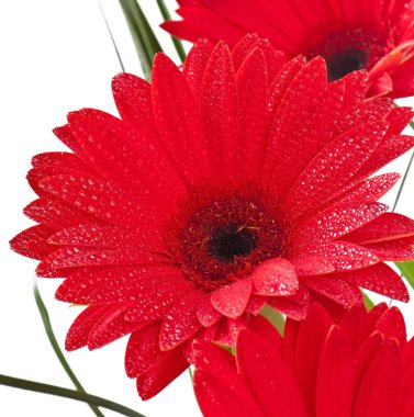 gerbera kartpostal